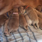 Puppy Identificatiestrip Halsbanden - Puppies en Honden Online kopen