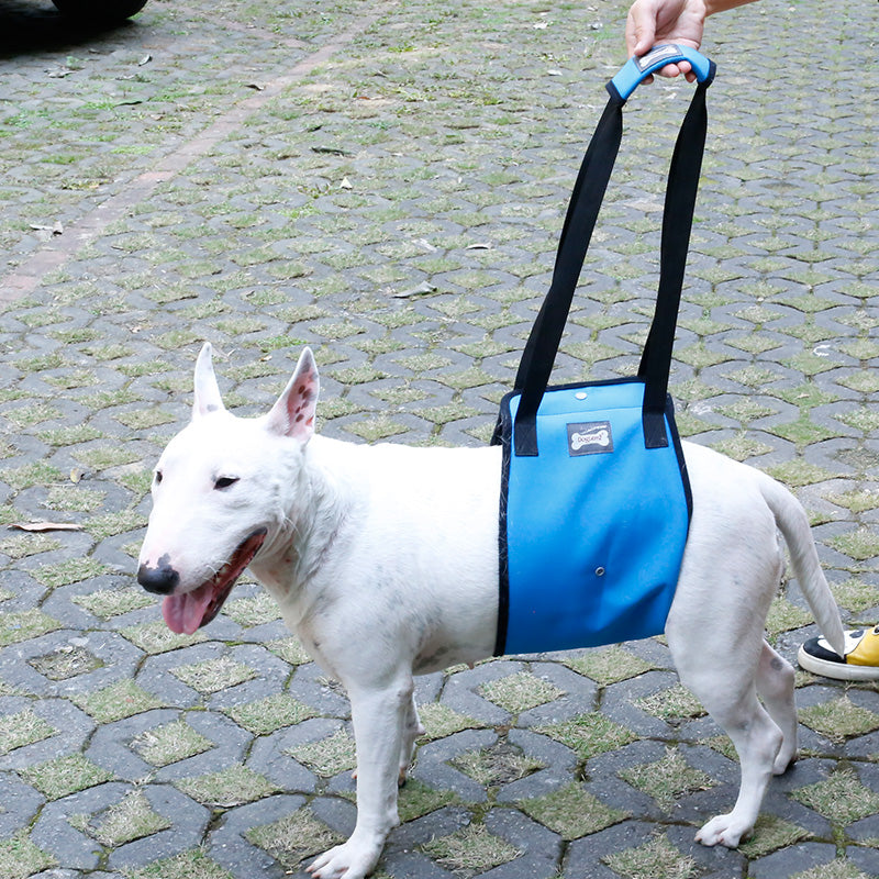 PETZZ Ondersteunende buikband - Wandelen met Seniore Honden - WOEF