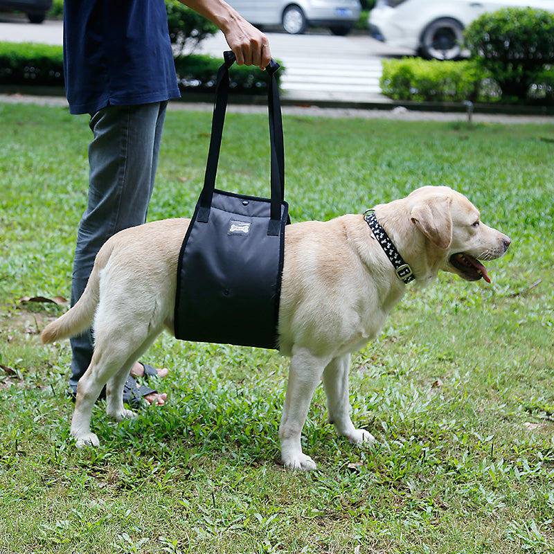 PETZZ Ondersteunende buikband - Wandelen met Seniore Honden - WOEF