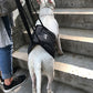 PETZZ Ondersteunende buikband - Wandelen met Seniore Honden - WOEF