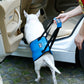 PETZZ Ondersteunende buikband - Wandelen met Seniore Honden - WOEF