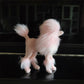 PETZZ Miniatuur Poedel Beeldjes - Ornamenten op Hondenhoek.com - Nieuw