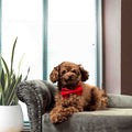 Hondenstrik - Mooie accessoires en kleding voor honden - Hondenhoek