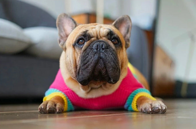 iBeans Hipster Doggo Trui - WOEF Boetiek - alles voor uw hond